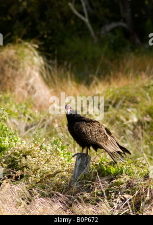 La Turchia Vulture sono ' appollaiati su un vecchio palo da recinzione a Point Reyes National Seashore Foto Stock