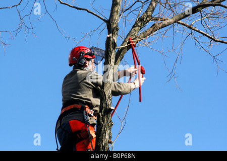 Albero 080317 chirurgo lavorando su una crepa willow Salix fragilis Foto Stock