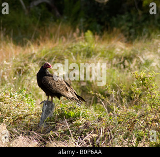 La Turchia Vulture sono ' appollaiati su un vecchio palo da recinzione a Point Reyes National Seashore Foto Stock