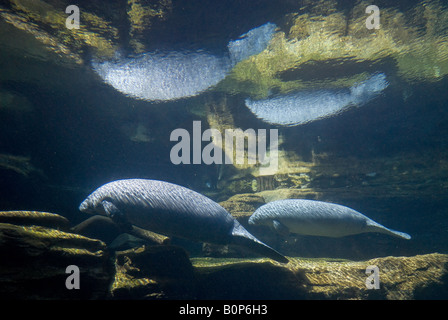 Floating West Indian lamantini e le loro riflessioni nel serbatoio, Sea World di Orlando in Florida Foto Stock