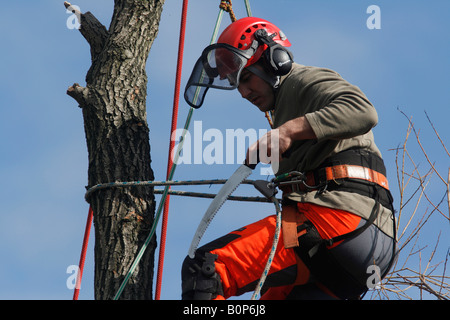 Albero 080317 chirurgo lavorando su una crepa willow Salix fragilis Foto Stock