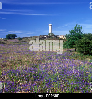 Portesham - Hardy's monumento su Blackdown collina circondata da bluebells Foto Stock