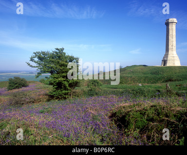 Portesham - Hardy's monumento su Blackdown collina circondata da bluebells Foto Stock