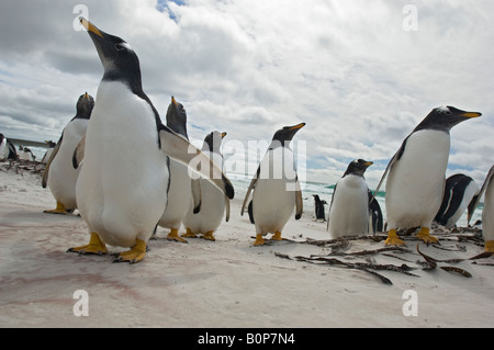 Ampio e basso angolo Fotografia di pinguini Gentoo controllo del fotografo sulla spiaggia di Volunteer Point, Isole Falkland Foto Stock