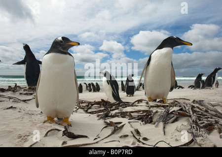 Ampio e basso angolo Fotografia di pinguini Gentoo controllo del fotografo sulla spiaggia di Volunteer Point, Isole Falkland Foto Stock