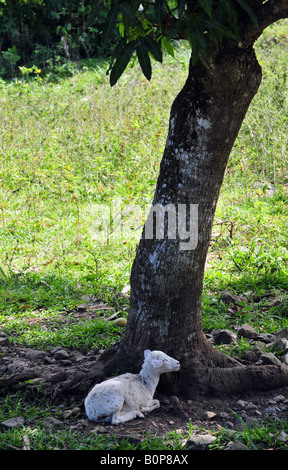 Capretto in appoggio il Sade di un albero a giardino di canna bay, Tortola, Isole Vergini Britanniche, Isole dei Caraibi Foto Stock