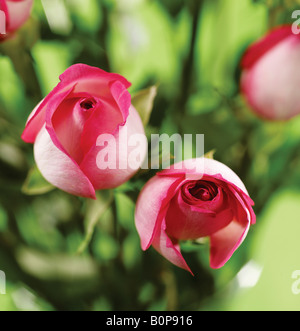 Studio shot di rose rosa su sfondo verde Foto Stock