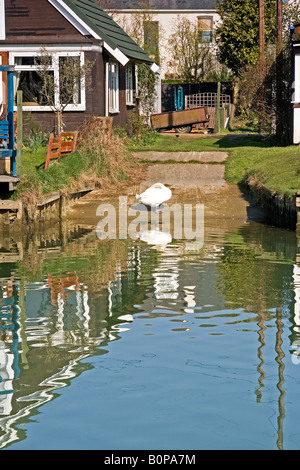 Cigno sul serbatoio Surfleet nel Lincolnshire Fens Foto Stock