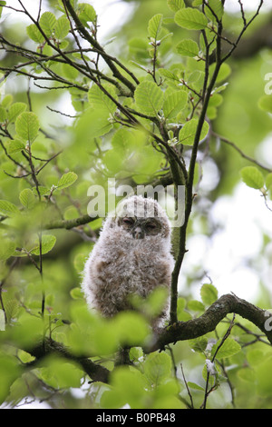 Allocco Chick Strix aluco in Alder Tree Foto Stock