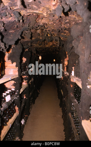 Bottiglie di vino tokaji nell antico stampo coperto in cantine di Tokaj Foto Stock