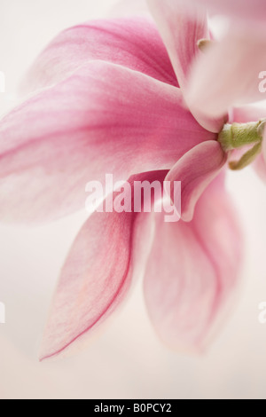 Fiore di Magnolia shot close up in studio. Foto Stock