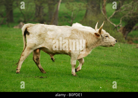 Un toro del bovino selvatico di Chillingham Park, Northumberland, Regno Unito Foto Stock