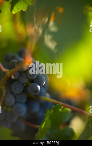 Uva sulla vite, Pays du Gard, Languedoc, Francia Foto Stock