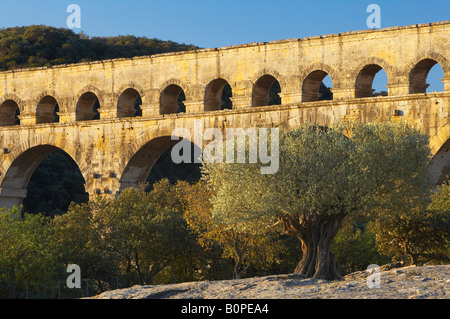 Albero di olivo dal Pont du Gard, Languedoc, Francia Foto Stock