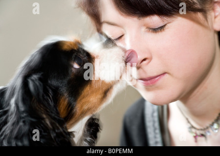 Un maschio di ^cane del Cavalier King Charles Spaniel si riproducono rapidamente leccare il naso di una ragazza. Foto Stock