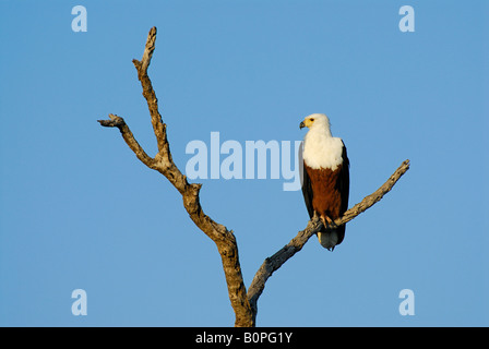 African fish eagle, HALIAEETUS VOCIFER, seduto su un ramo di albero, KRUEGER NATIONAL PARK, Sud Africa Foto Stock