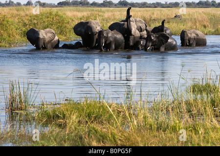 Grande branco di elefanti africani in acqua elefanti Baby nuoto attraverso il fiume trunk adulti sollevato maleodoranti, rivolto verso la parte anteriore consente di visualizzare il contatto visivo, acqua blu Foto Stock