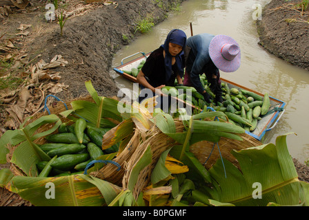 Le persone che lavorano in azienda di papaia, Samut Sakhon , vicino a Bangkok, in Thailandia Foto Stock