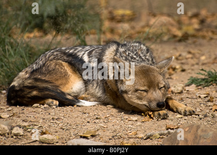 A strisce laterali Jackal sleeping Foto Stock