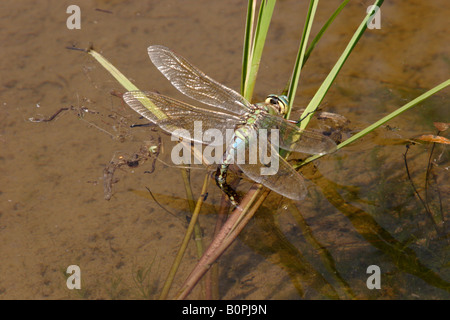 L'imperatore libellula Anax imperator femmina di deposizione delle uova REGNO UNITO Foto Stock