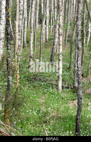 Anemoni di legno a forest Foto Stock