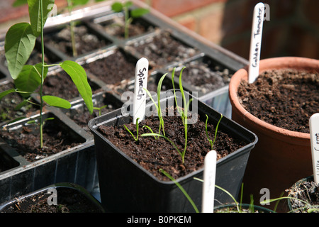 Persone coltivare la propria insalata di verdure erbe in contenitori nei loro giardini in questa immagine vi è di spinaci e pomodori Foto Stock