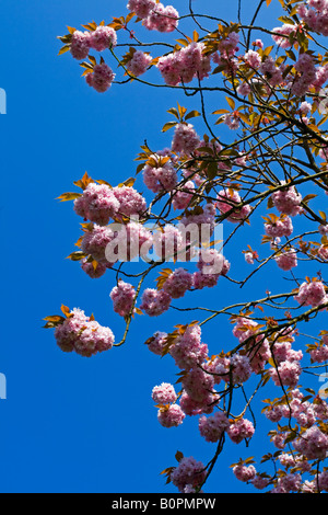 Close up view of pink cherry blossom on cherry tree genus prunus photographed against a blue sky in spring England UK Foto Stock