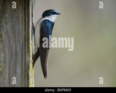 La nidificazione nei pressi di Ladner, British Columbia. Foto Stock