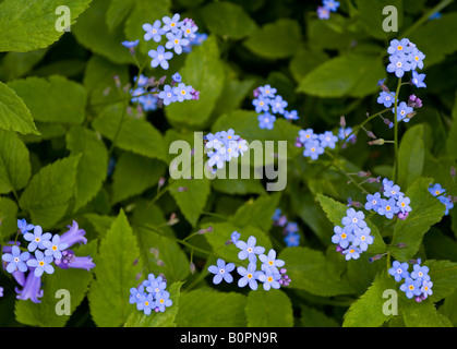 Dimenticare-me-non sono piante che crescono nel bosco nella primavera del Derbyshire England Regno Unito genere Mysotis famiglia Boraginaceae Foto Stock