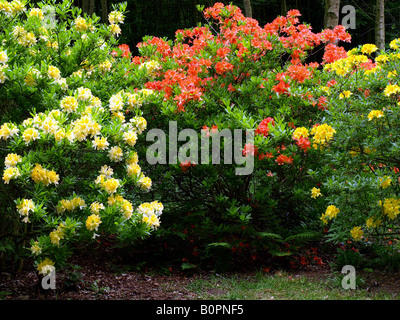 Rododendri in sheringham park,Norfolk, Regno Unito. Foto Stock