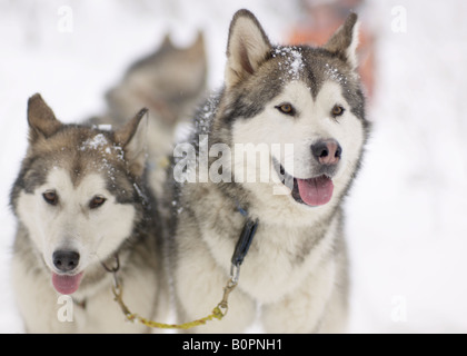 Cani da slitta in movimento Foto Stock
