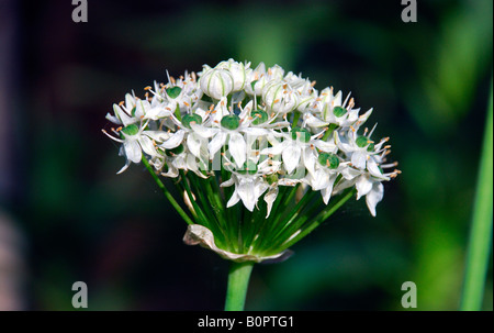 Allium testa di fiori Foto Stock