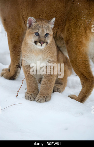 Baby Cougar o Leone di montagna in inverno, Minnesota Foto Stock