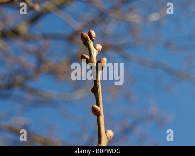 Germogli dell'albero di quercia Foto Stock