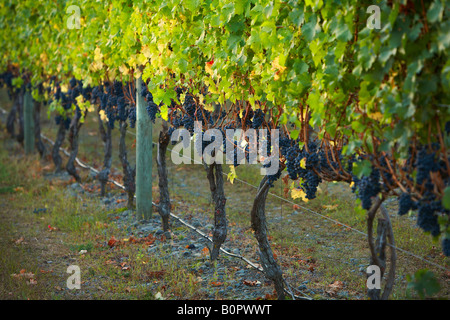 L'uva Merlot 2- 3 giorni prima del raccolto gimblett gravells Foto Stock
