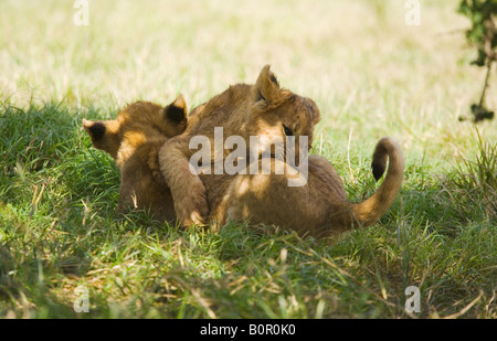 Lion cubs Panthera leo Foto Stock