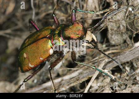 Green Tiger Beetle Cicindela campestris Foto Stock