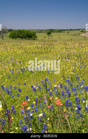 Campo di fiori selvatici in Washington County Texas Foto Stock