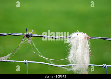 La lana di ovini catturati sul filo spinato, REGNO UNITO Foto Stock