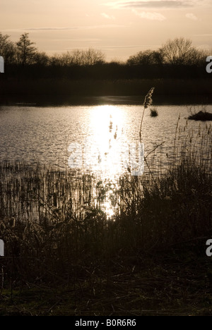 La luce del sole sul letto di reed e il lago Foto Stock