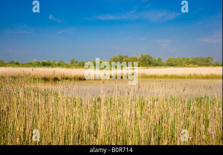 La vista dalla Bird nascondere sul lago 68c in corrispondenza del Cotswold Water Park, Wiltshire, Inghilterra, Regno Unito Foto Stock