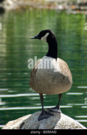 Problema urban Canada Goose rende la casa in laguna protetta su Vancouver s False Creek waterfront Foto Stock