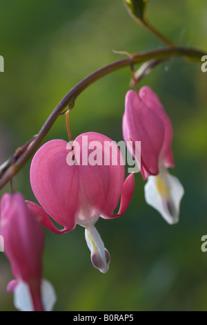 Primo piano della rosa cuore di sanguinamento, Dicentra spectabilis, fiori Foto Stock