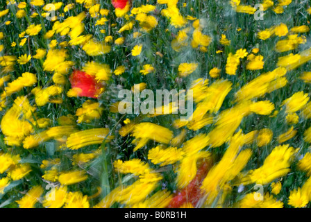 Europa Italia Puglia Puglia prato con giallo camomilla Anthemis Tinctoria che si muovono nel vento Foto Stock