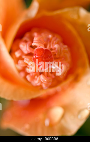 Close-up di un arancione e rosso hibiscus con gocce di rugiada. Foto Stock