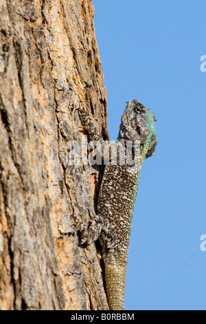 A testa azzurra Tree AGAMA SA (Acanthocerus atricollis) Foto Stock