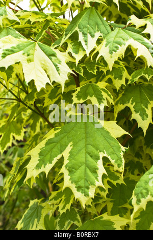 Foglie di Acer platanoides Drummondii albero in Maggio Foto Stock