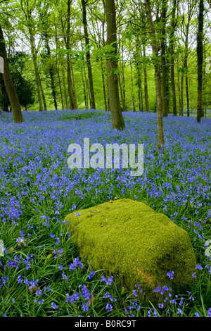 Coperte di muschio rock & Bluebells 2 Foto Stock