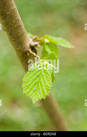 Nuovi germogli di primavera Foto Stock