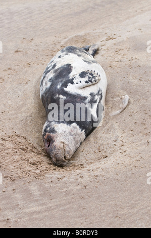 Morto guarnizione grigio 'Halichoerus grypus' pup lavato su una spiaggia scozzese Foto Stock